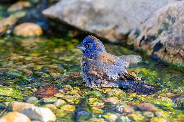 Day, Richard and Susan 아티스트의 Blue Grosbeak-Passerina caerulea-male bathing Marion County-Illinois작품입니다.